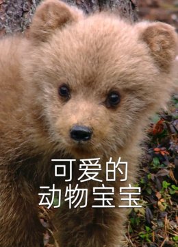 可爱的动物宝宝