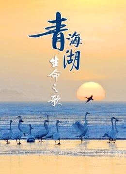 青海湖生命之歌