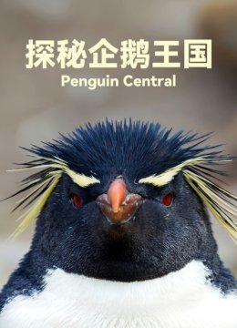 探秘企鹅王国