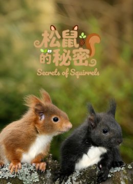 松鼠的秘密