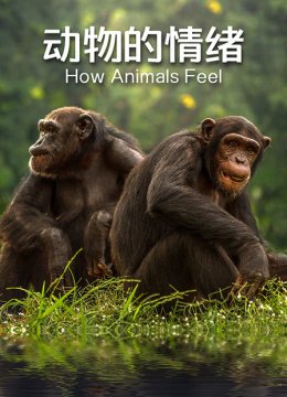 动物的情绪