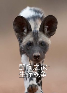 野狗之家生存战争