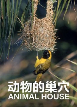 动物打造自己的巢穴努力跟上世界变化