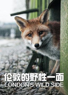 伦敦被野生动物包围的都市森林