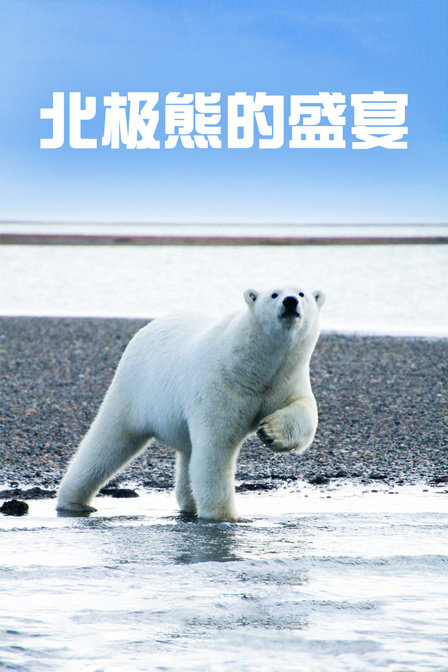 北极熊的盛宴