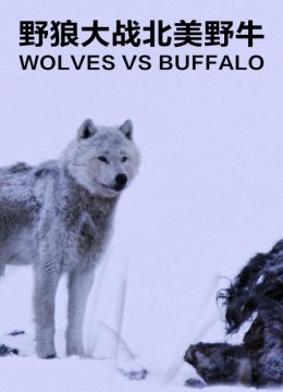 野狼大战北美野牛