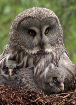 为打猎而生的新生活