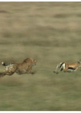 猎物VS猎手塞伦盖蒂平原上的生存之战