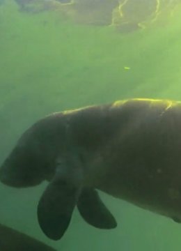探险大沼泽水晶河海牛