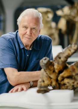 大卫爱登堡与巨象