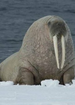 重量级人物具有意想不到的技能