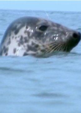 为游泳而生的新生活