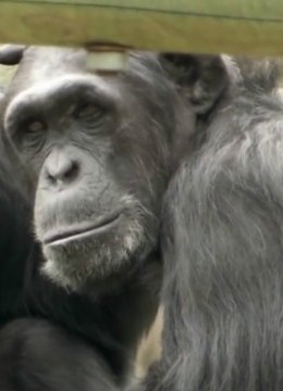 自然世界大猩猩看电视