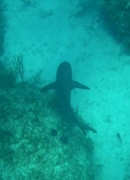 探险加勒比海与鲨共游