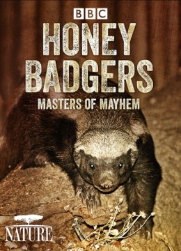 自然世界蜜獾毁坏大师