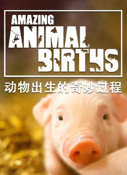 动物出生的奇妙过程