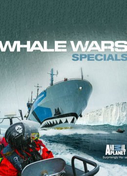 护鲸大战战斗伤痕