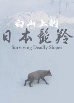 危坡求生白山上的日语本髭羚