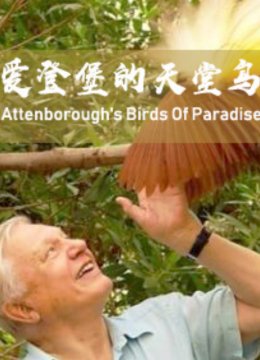 爱登堡的天堂鸟