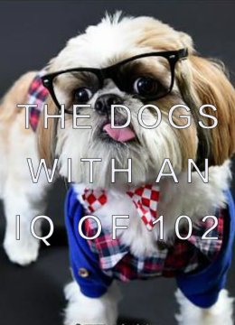智商102的狗狗