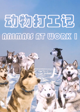动物打工记第2季