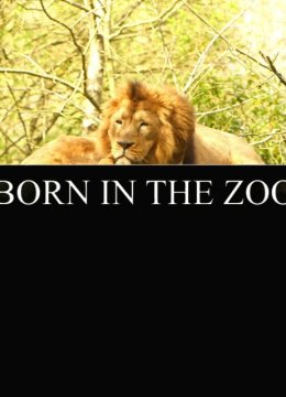 在动物园出生