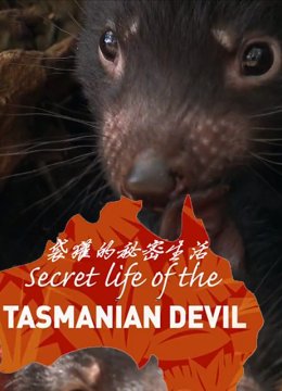 袋獾的秘密生活