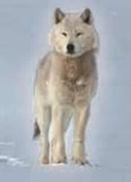 自然世界狼之风暴