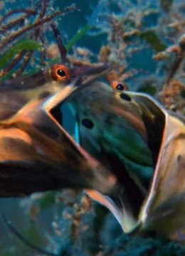 我的动物朋友海底任务