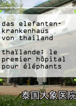 泰国大象医院