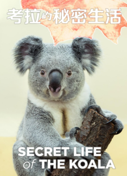 考拉的秘密生活