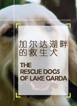 加尔达湖畔的救生犬