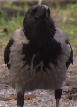 乌鸦天空的流氓