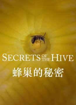 蜂巢的秘密