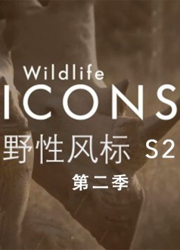 野性风标第2季