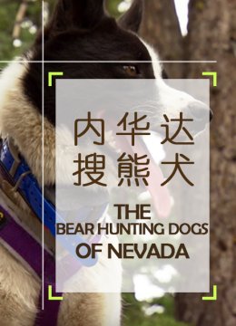 内华达搜熊犬