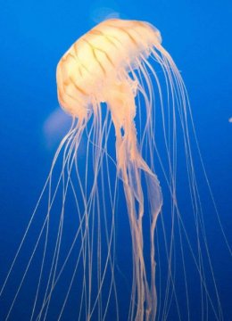 水母的秘密世界