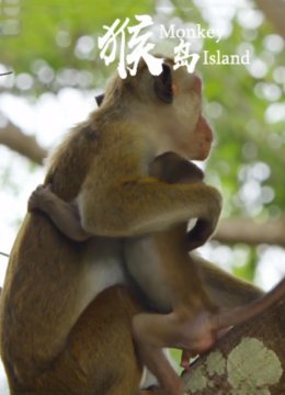 猴岛
