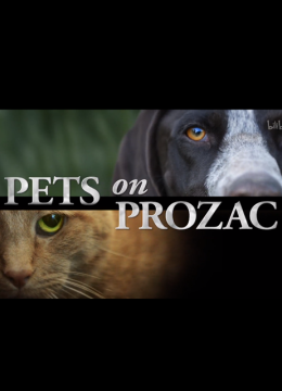 服用百忧解的宠物