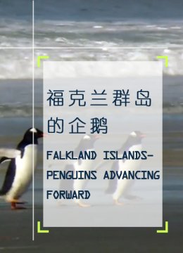 福克兰群岛的企鹅