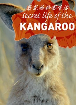 袋鼠的秘密生活
