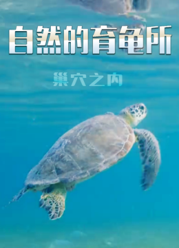 自然的育龟所巢穴之内