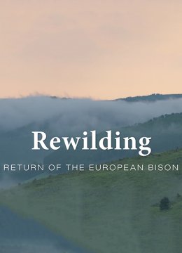 野生动物的回归自然