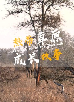 热带草原成长故事