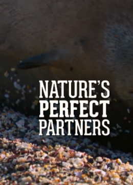 自然世界自然界的完美父母