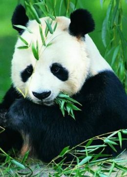 自然世界拯救大熊猫