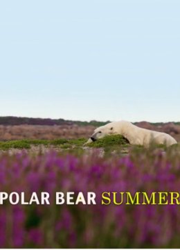 北极熊之夏