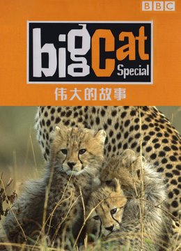 大猫日语记伟大的故事