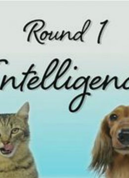 猫狗之争谁更适合做宠物