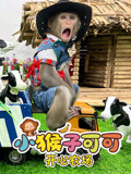 小猴子可可开心农场